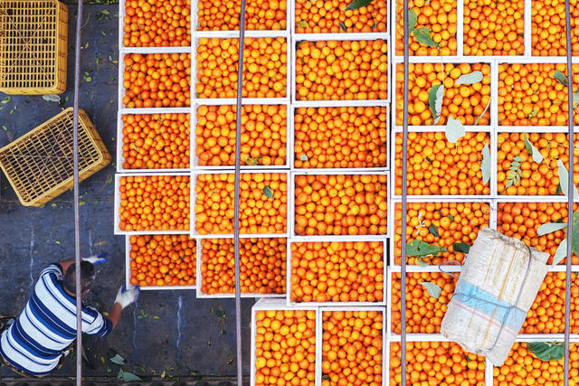 嘉禾：金秋桔丰收