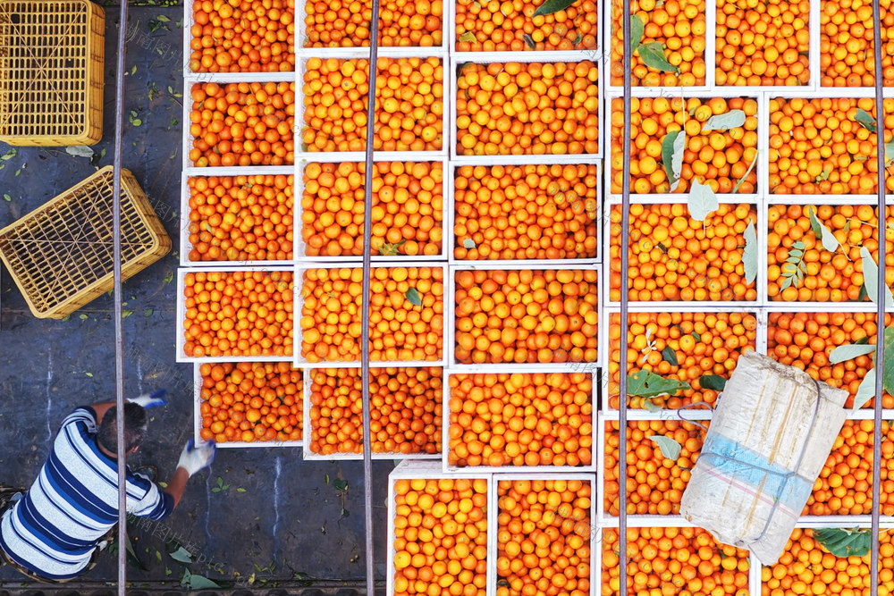 嘉禾：金秋桔丰收