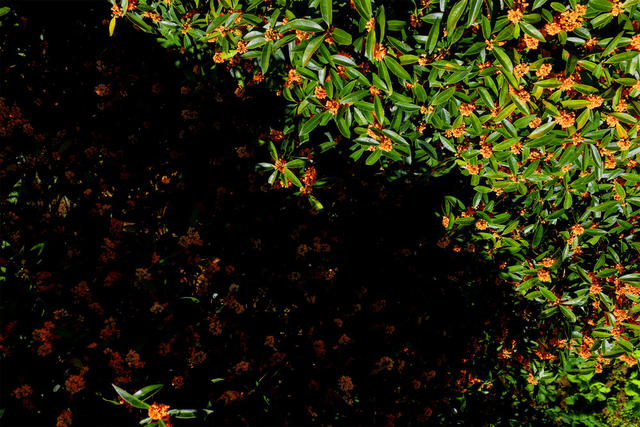 湖南桂东 桂花 怒 “立冬”