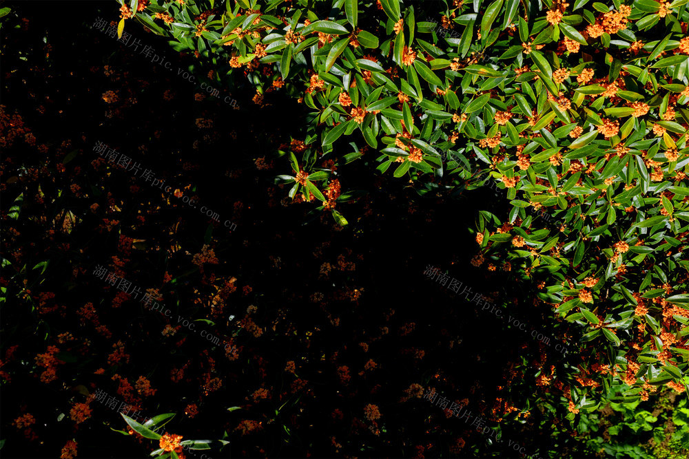 湖南桂东 桂花 怒 “立冬”