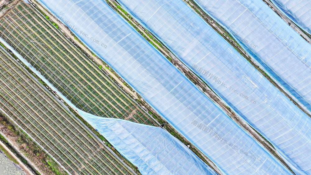 盖膜  草莓  立冬  农事