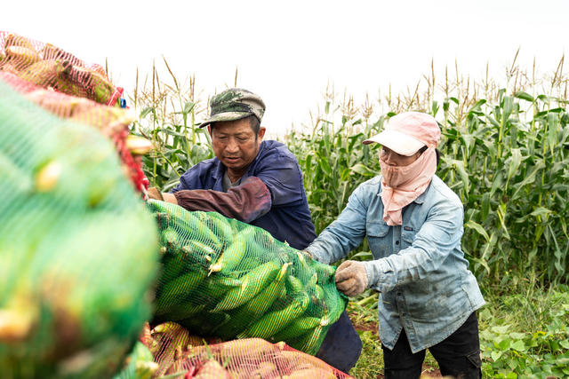 农业 立冬 玉米丰收 旱地轮作