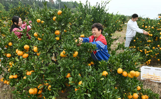立冬，节气，农事，采摘，柑橘，橘园，农民，农忙，市场，水果，农业  农村 丰产  农时
