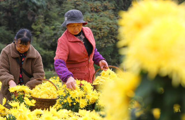 皇菊  立冬 采摘 
