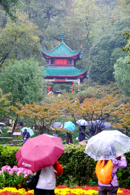 雨中游览爱晚亭