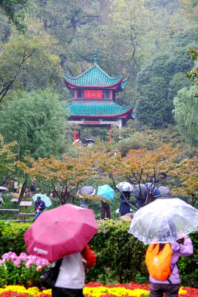 雨中游览爱晚亭