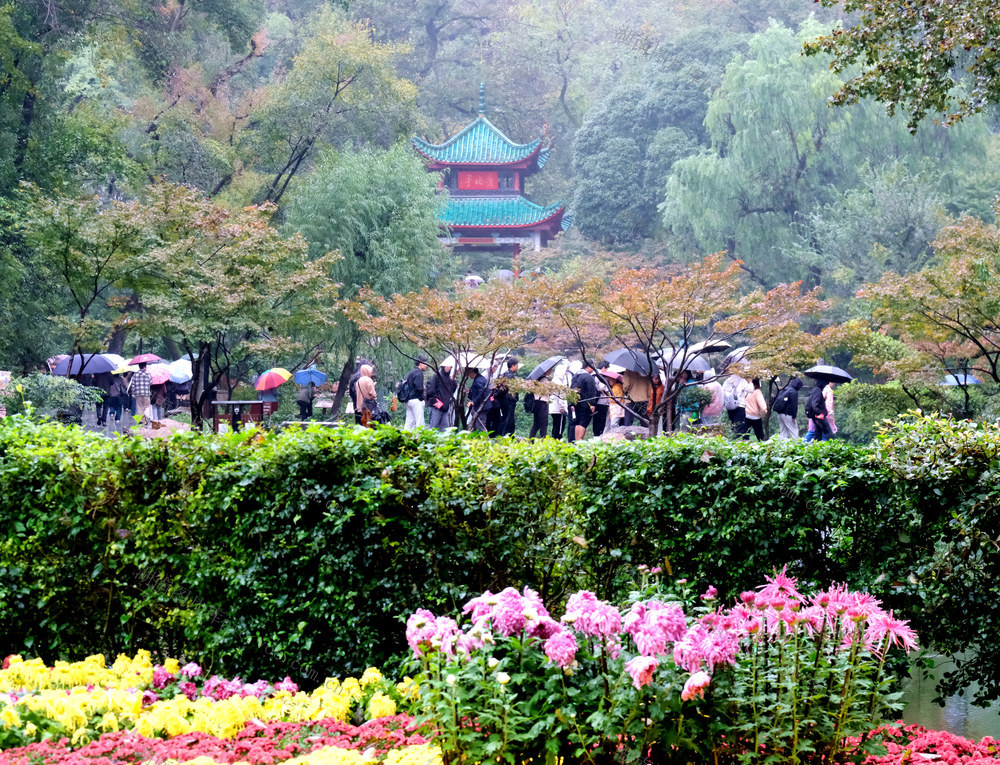 雨中游览爱晚亭