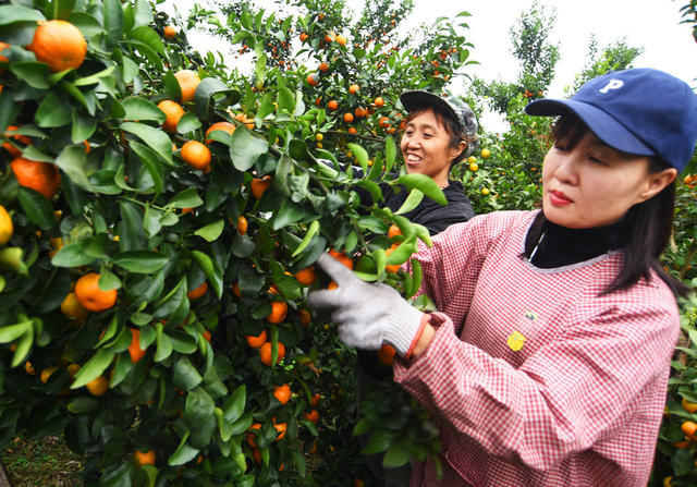 嘉禾：砂糖桔丰收采摘忙