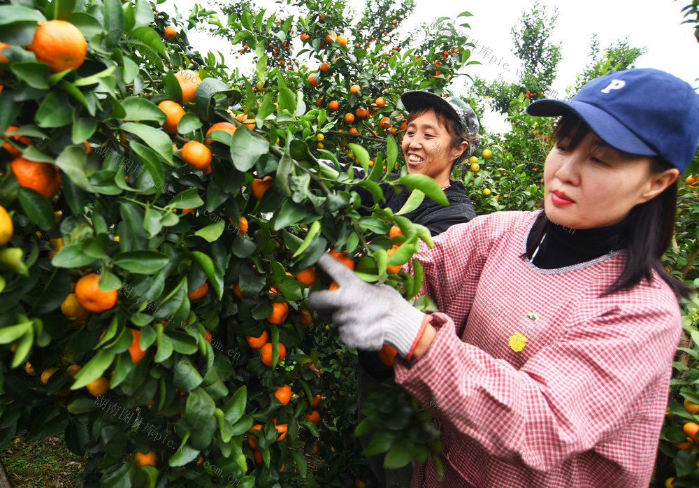 嘉禾：砂糖桔丰收采摘忙