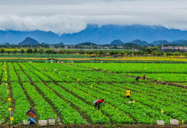 湖南道县：采蔬菜保供应