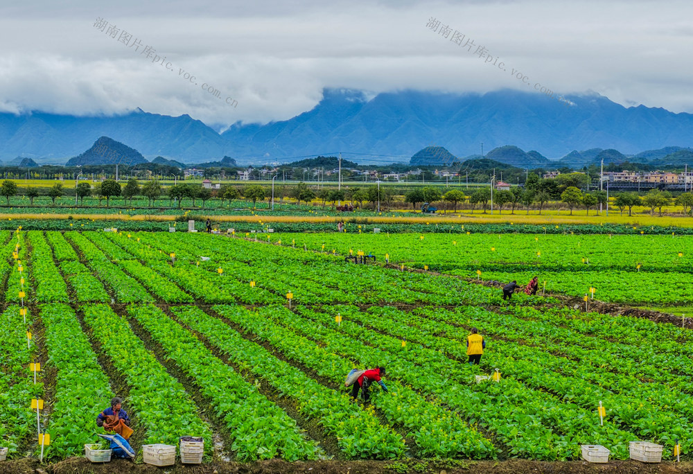 湖南道县：采蔬菜保供应