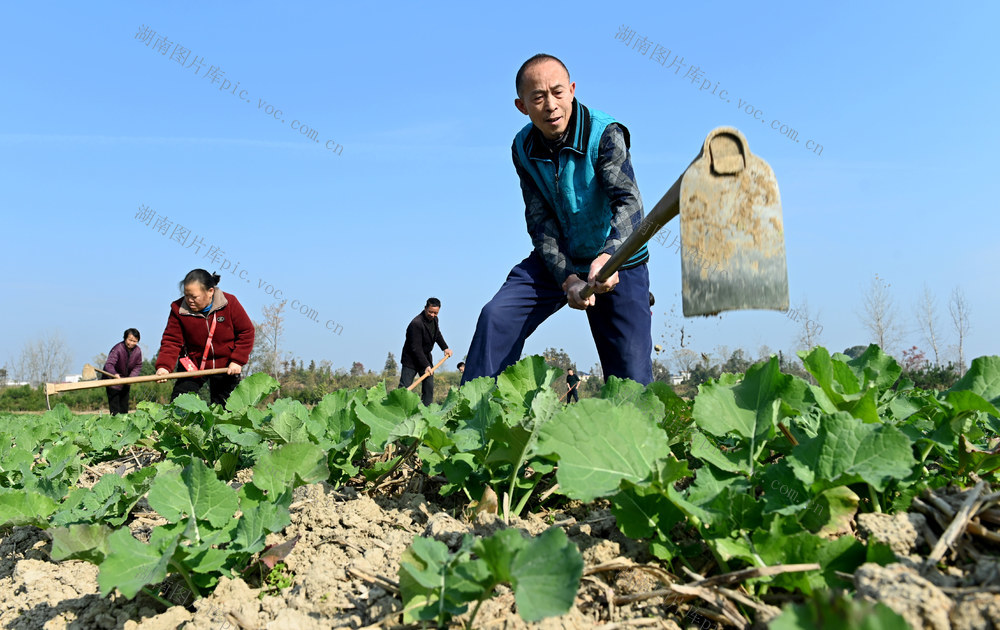 冬管，油菜，农事，劳作，时机，田间地头，除草，农作物，管护，油菜地 田间管理