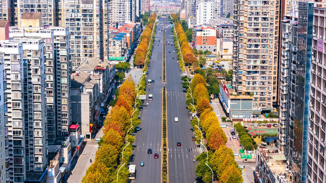 冬日景观 城市美景 梧桐 民生 园林景观