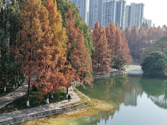 土家族 苗族 吉首 大学 银杏  市民  水杉 火红 亮丽 风景线