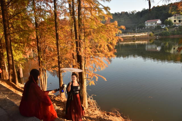 水杉染金醉游人