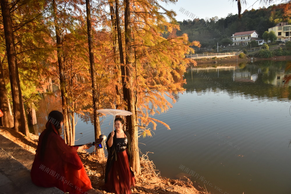 水杉染金醉游人