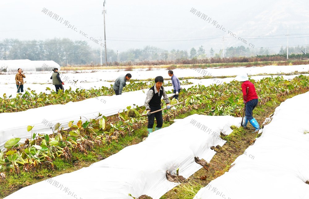  万亩香芋覆膜越冬