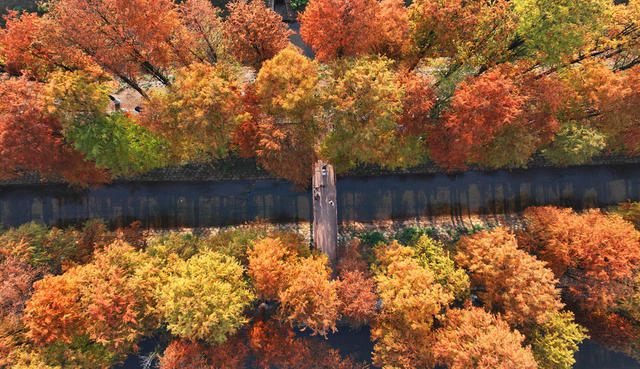 水杉 冬日 美景