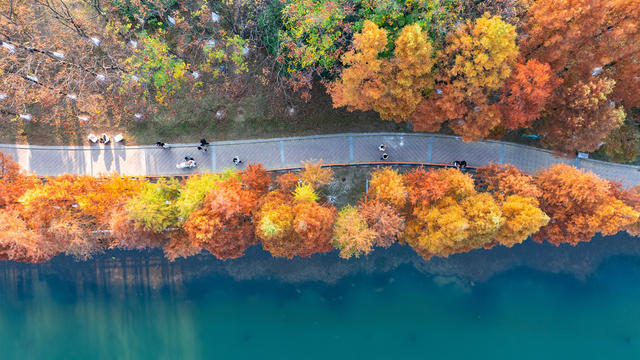 冬日美景 杉林红 旅游