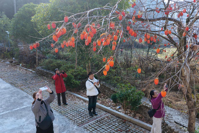 湖南桂东 “小灯笼” 振兴路 红柿