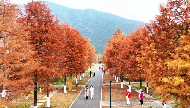   层林尽染  冬景如画