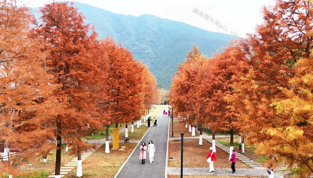   层林尽染  冬景如画