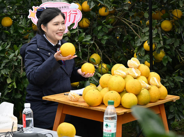 农业  水果种植  葡萄柚  金融服务  新媒体  直播营销