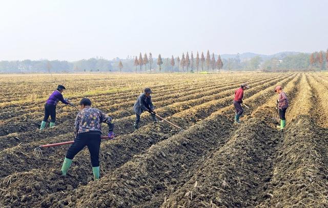 湖南  常宁  冬种  生产