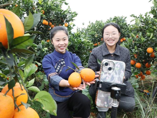 直播助农好收“橙”
