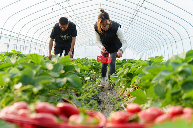 农业 大棚草莓 水果 设施农业 采摘