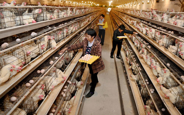 养殖 产业 养鸡 规模化 养鸡场 鸡蛋 增收 鸡 农民 农村 养殖户 服务 技术