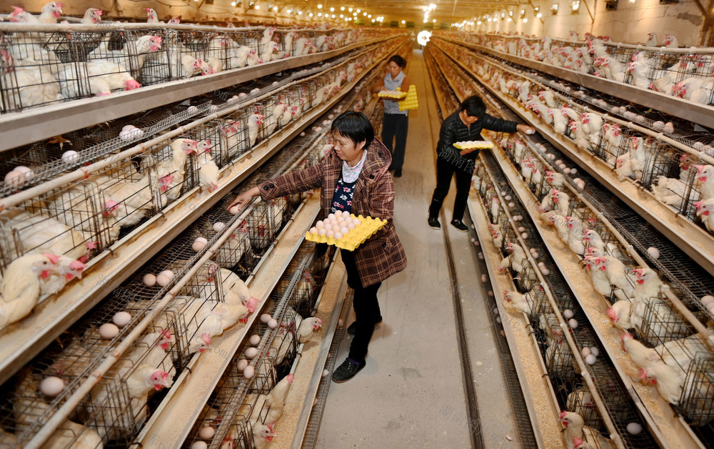 养殖 产业 养鸡 规模化 养鸡场 鸡蛋 增收 鸡 农民 农村 养殖户 服务 技术