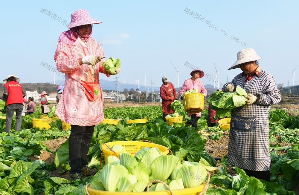 供港蔬菜采收忙