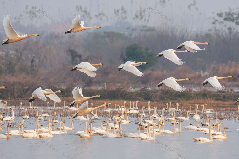 天鹅翔集洞庭湖