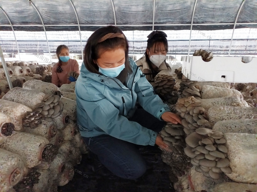 标准化采摘平菇  食用菌悄销全国市场