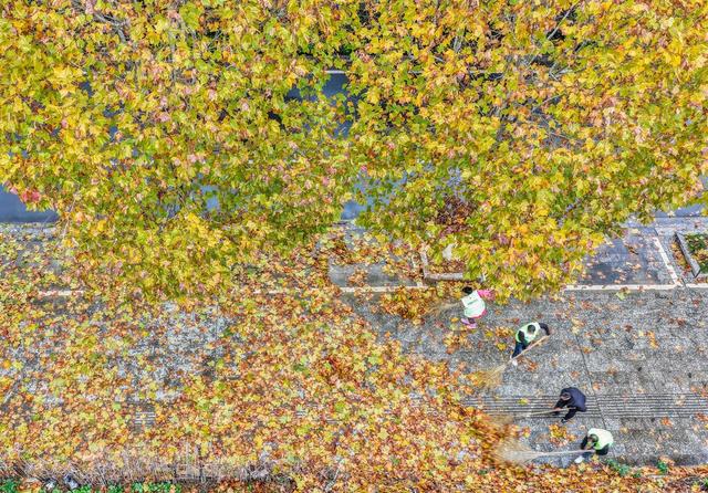 湖南道县：梧桐披金城市靓