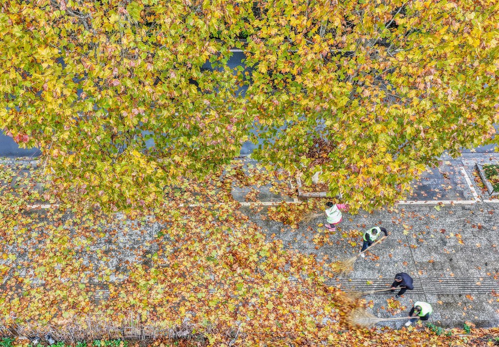 湖南道县：梧桐披金城市靓