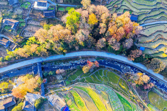 古枫树 冬景 枫树林 乡村 田园