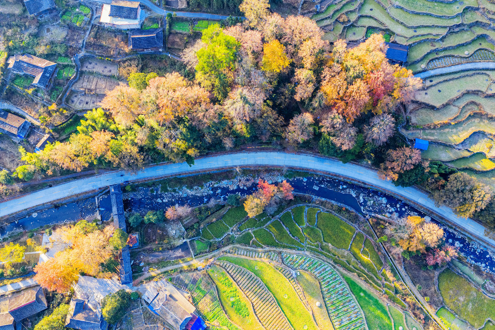 古枫树 冬景 枫树林 乡村 田园