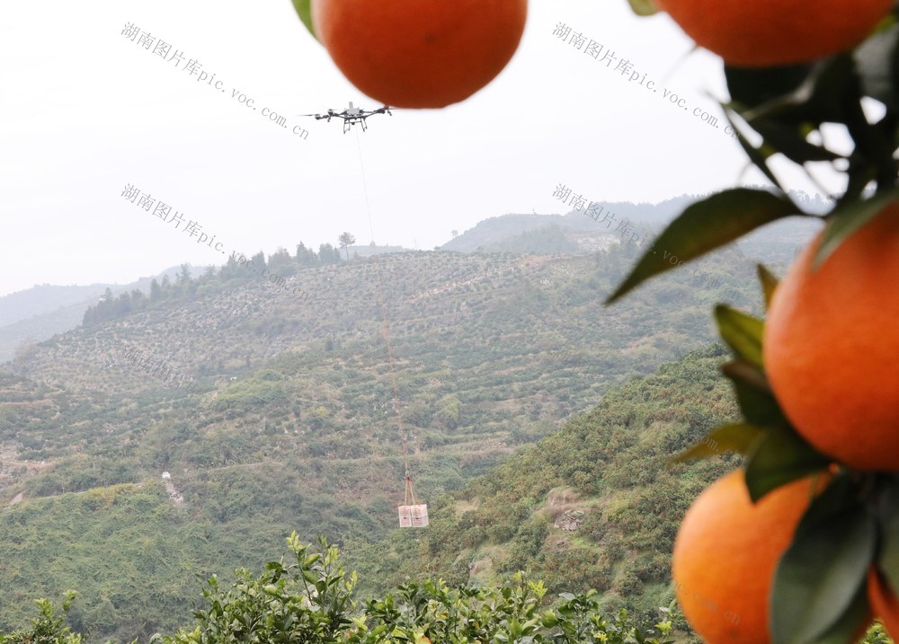 脐橙乘无人机“飞”出大山