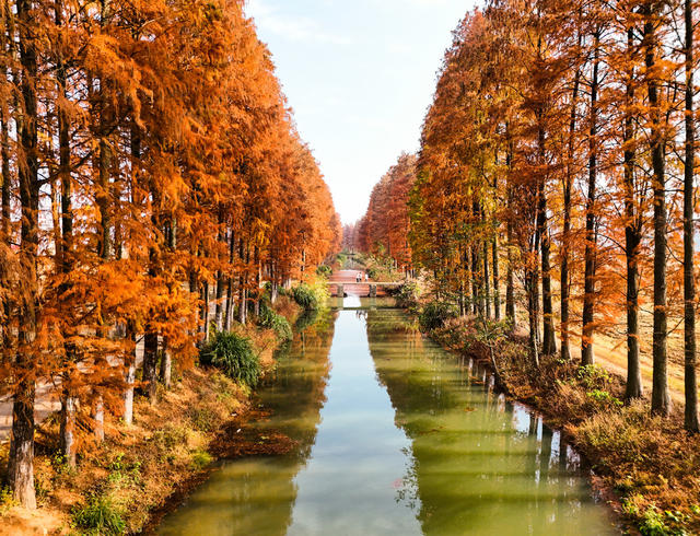 水杉林  火红  河堤  乡村  风景   