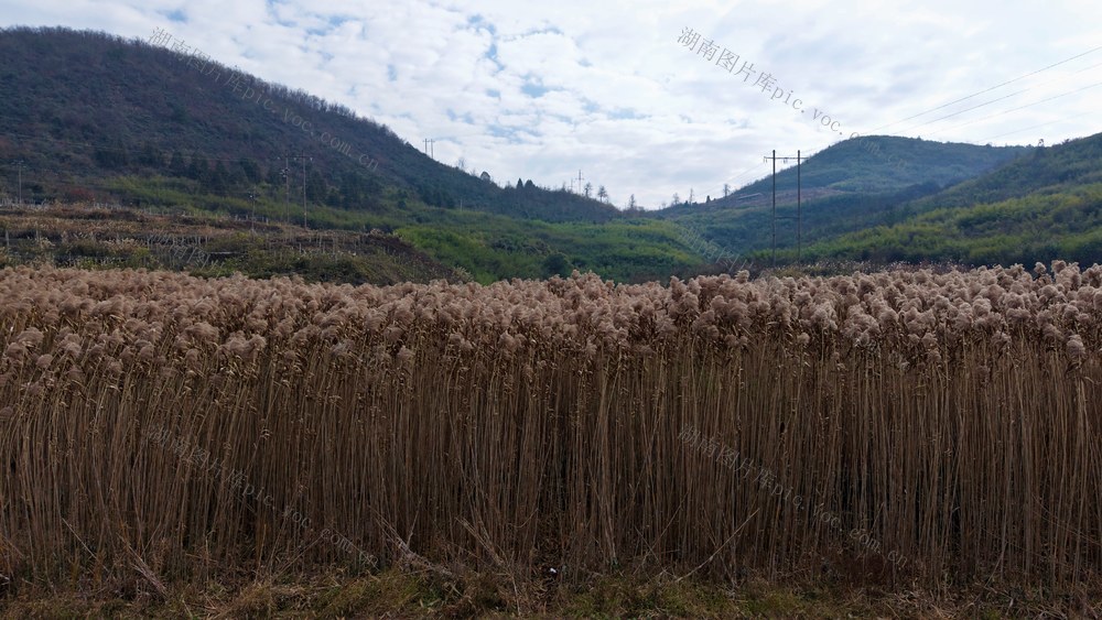 怀化泸阳的芦苇形成风景
