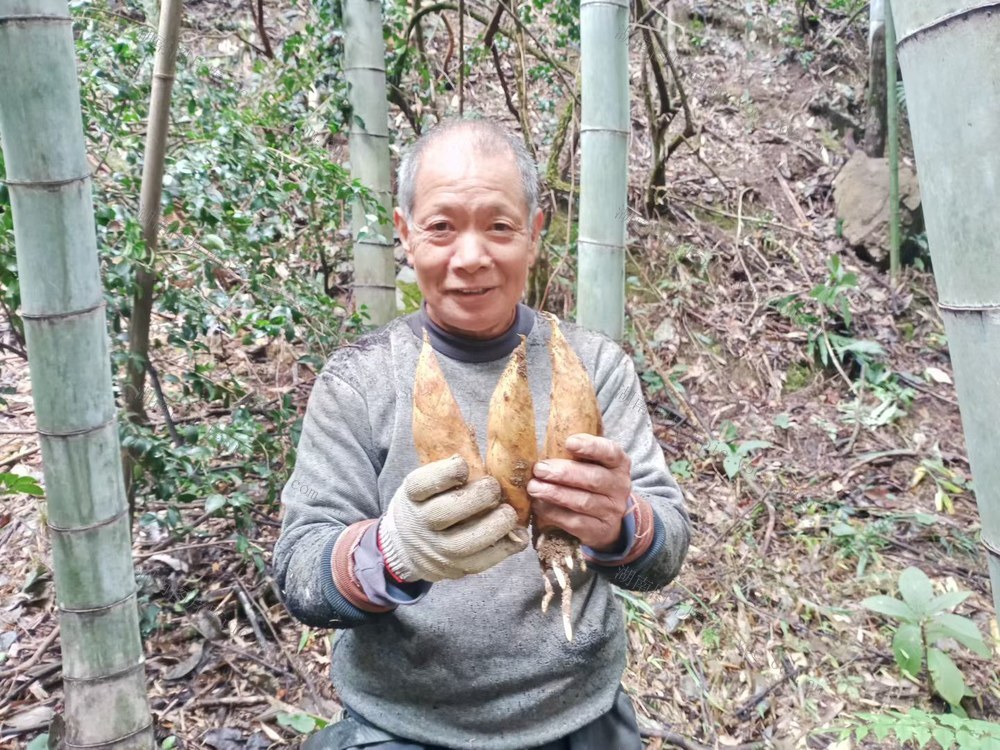 冬笋 村民 市场