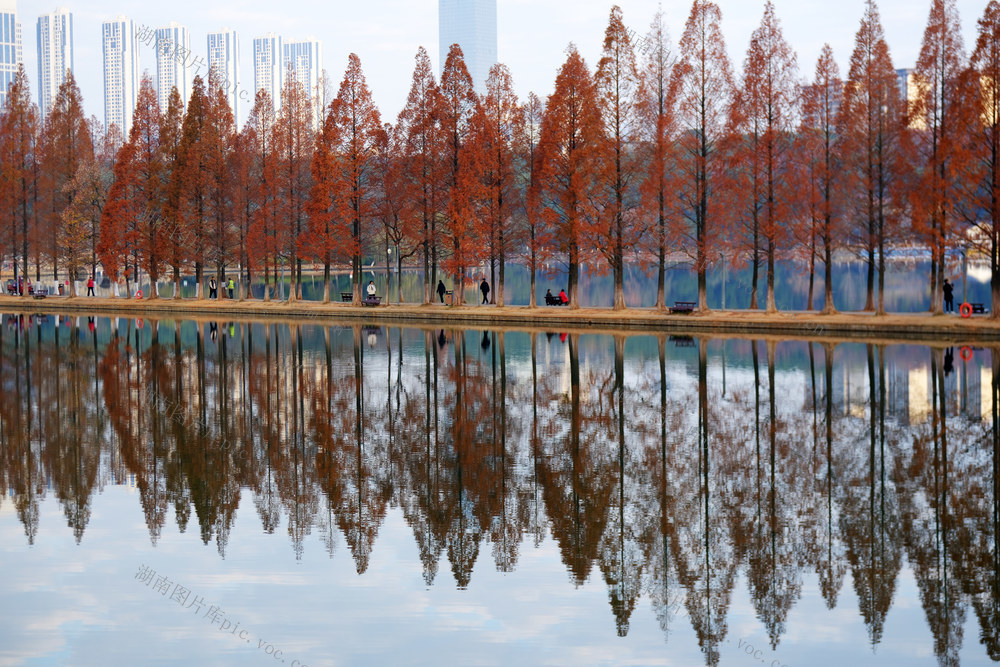 冬日水杉美如画