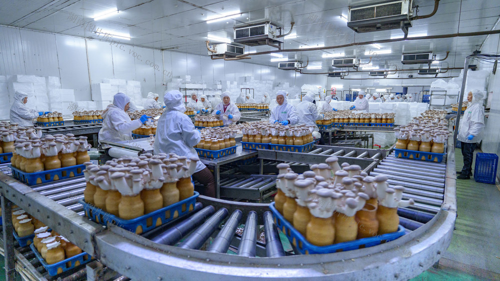 农业 食用菌产业 杏鲍菇 出口 乡村振兴