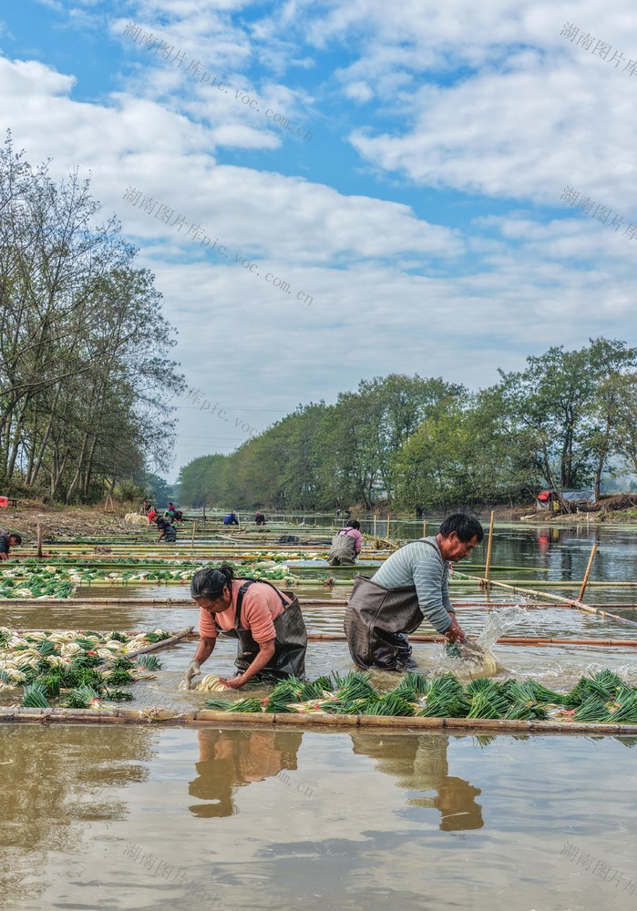 湖南道县：种藠头 促增收