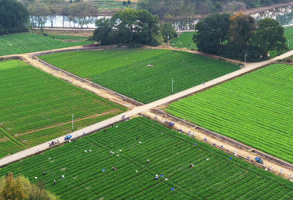 嘉禾：供港蔬菜采收忙