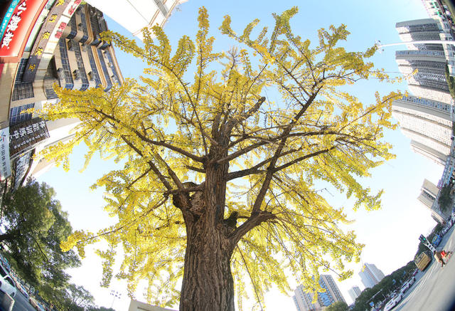 湖南  郴州   苏仙岭  银杏树  黄金甲  市民  拍照  打卡  古树名木  苏仙岭  地标 
  植物  风景线  