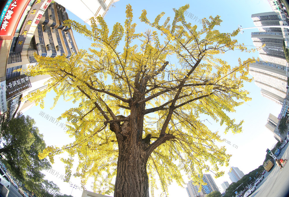 湖南  郴州   苏仙岭  银杏树  黄金甲  市民  拍照  打卡  古树名木  苏仙岭  地标 
  植物  风景线  