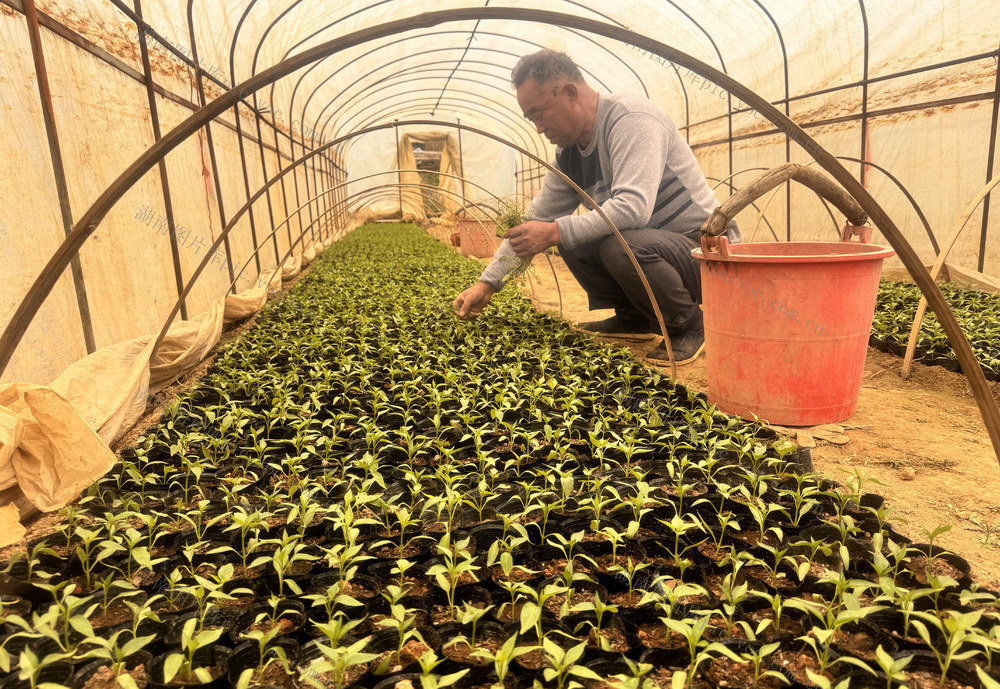 精心管理45万株优质樟树港辣椒幼苗   大棚里绿意盎然